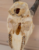 Czaszka naturalna/ prawdziwa czaszka z owcy z porożem/ trofeum/ dekoracja/ akwarium/ terrarium