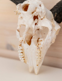 Czaszka naturalna/ prawdziwa czaszka z owcy z porożem/ trofeum/ dekoracja/ akwarium/ terrarium
